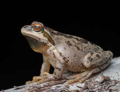 Image of Northern Pacific Treefrog