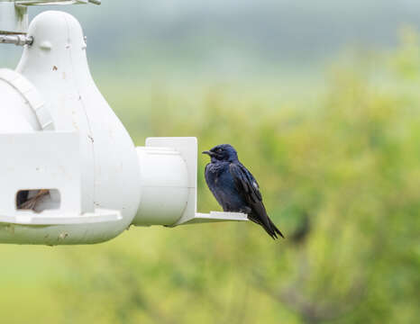 Image of Purple Martin