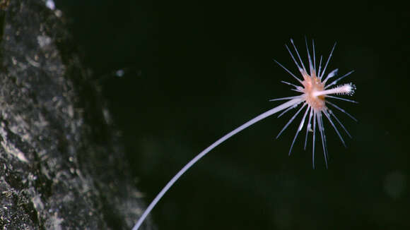 Image of Cladorhizidae Dendy 1922