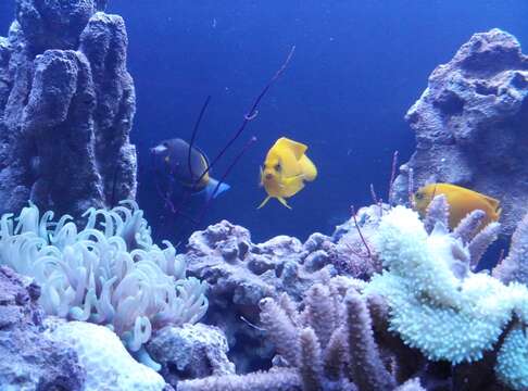 Image of Japan surgeonfish