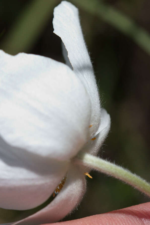 Image of Snowdrop Anemone