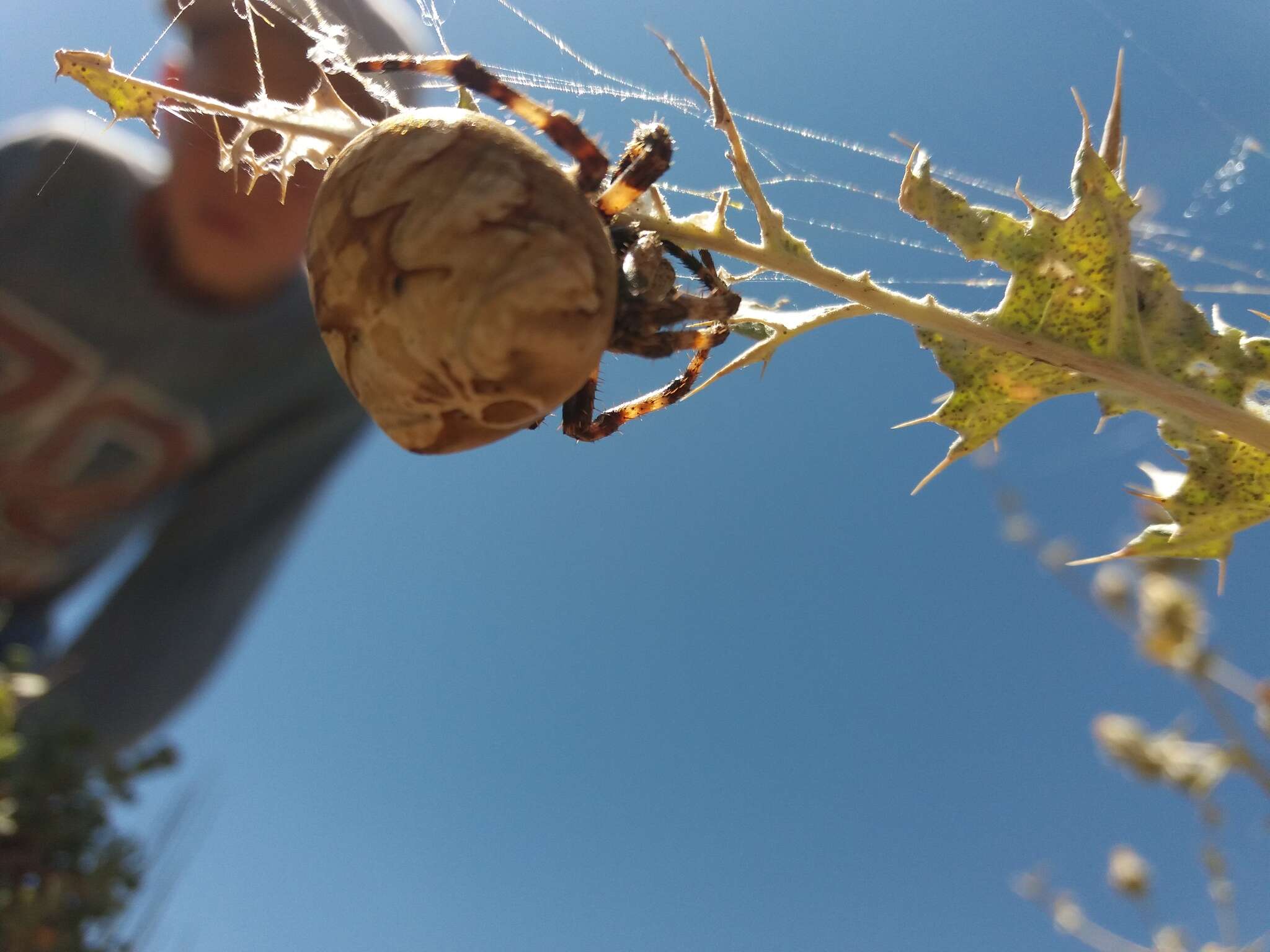 Image of Araneus grossus (C. L. Koch 1844)