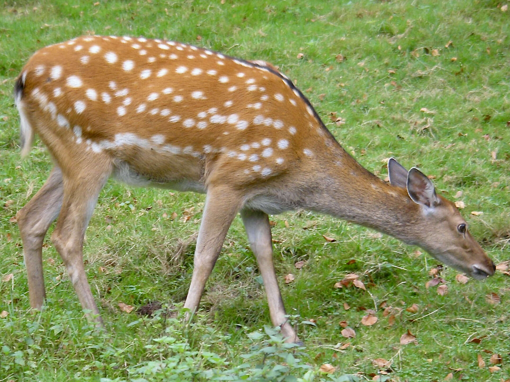 Imagem de Cervus nippon mantchuricus Swinhoe 1864