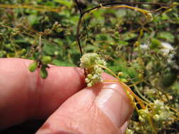 Image of Cuscuta campestris