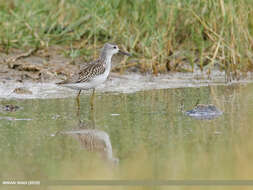 Image of Marsh Sandpiper