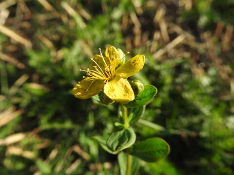 Image of spotted St. Johnswort