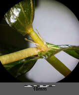 Image of Perfoliate Pondweed