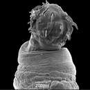 Image of Oligacanthorhynchidae
