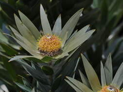 Image de Leucadendron argenteum (L.) R. Br.