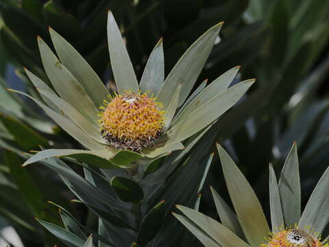 Image of Silver tree