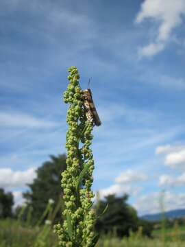 Imagem de Chenopodium album L.