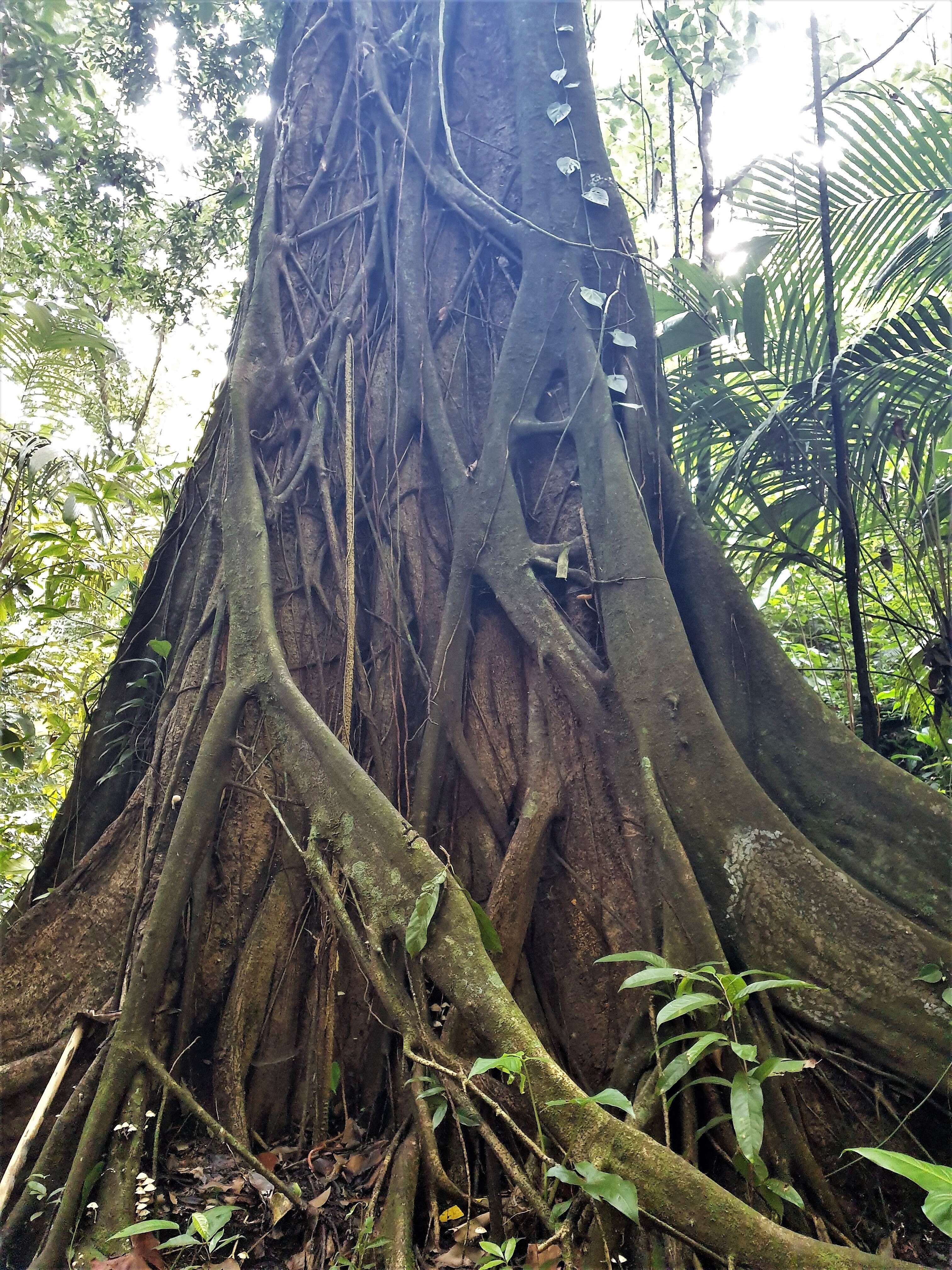 Ficus aurea Nutt.的圖片