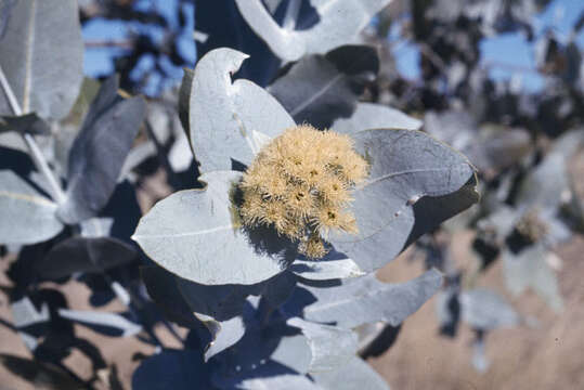 Image of Eucalyptus pruinosa Schau.