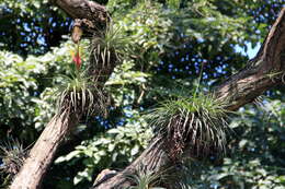 Image of Airplants
