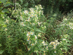 Image of purplestem aster