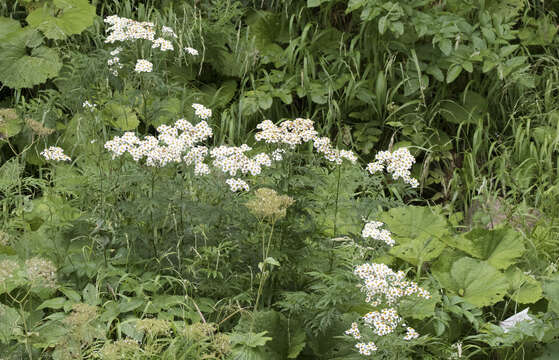 Image of feverfew