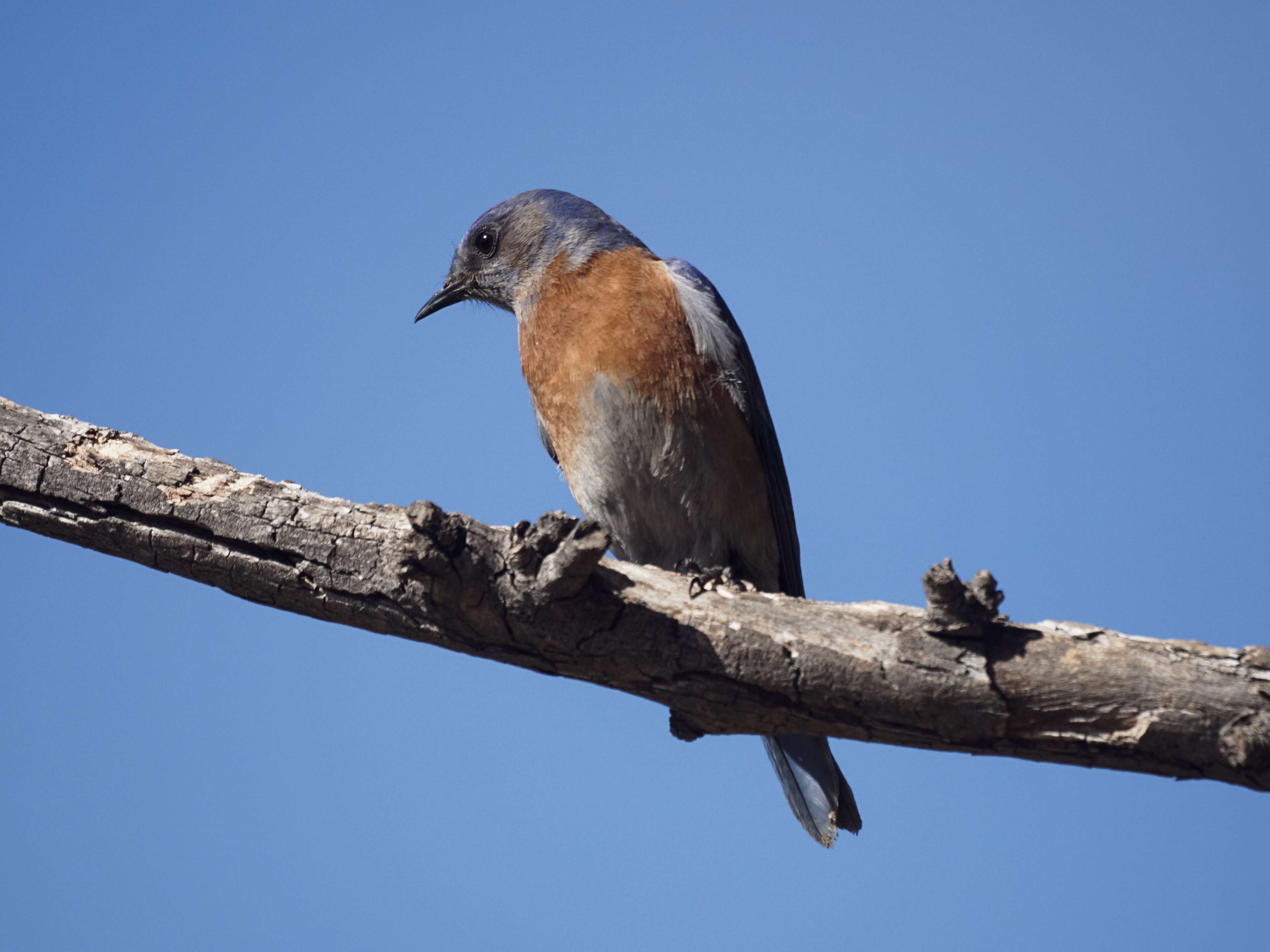 Image of Western Bluebird