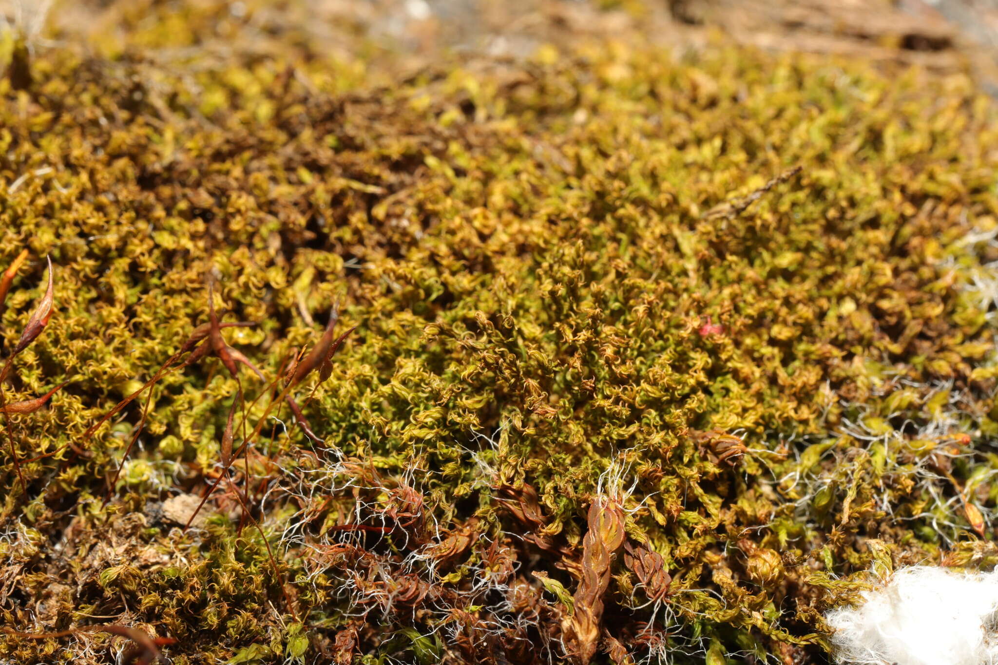 Image of great hairy screw-moss