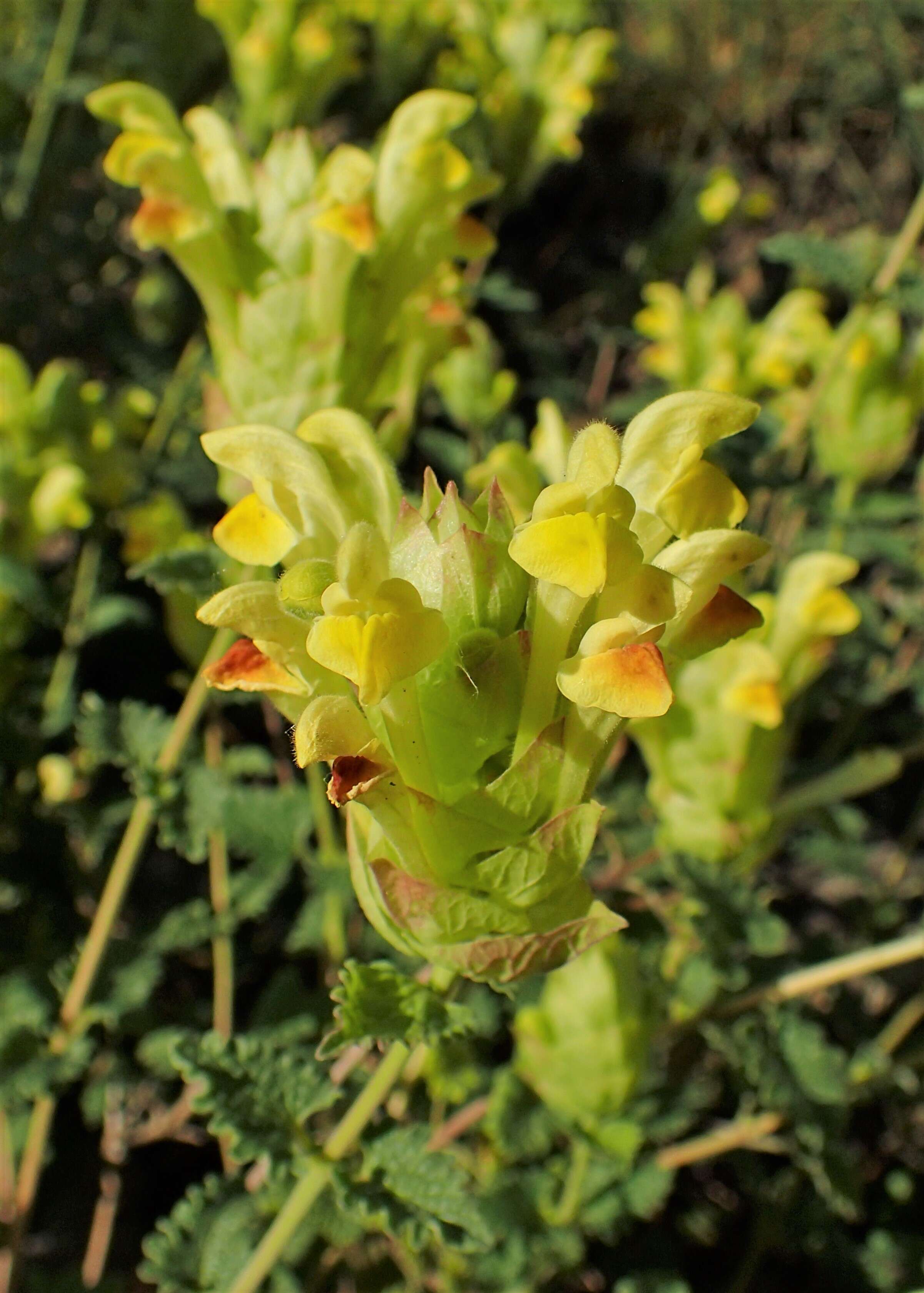 Image of Scutellaria orientalis L.