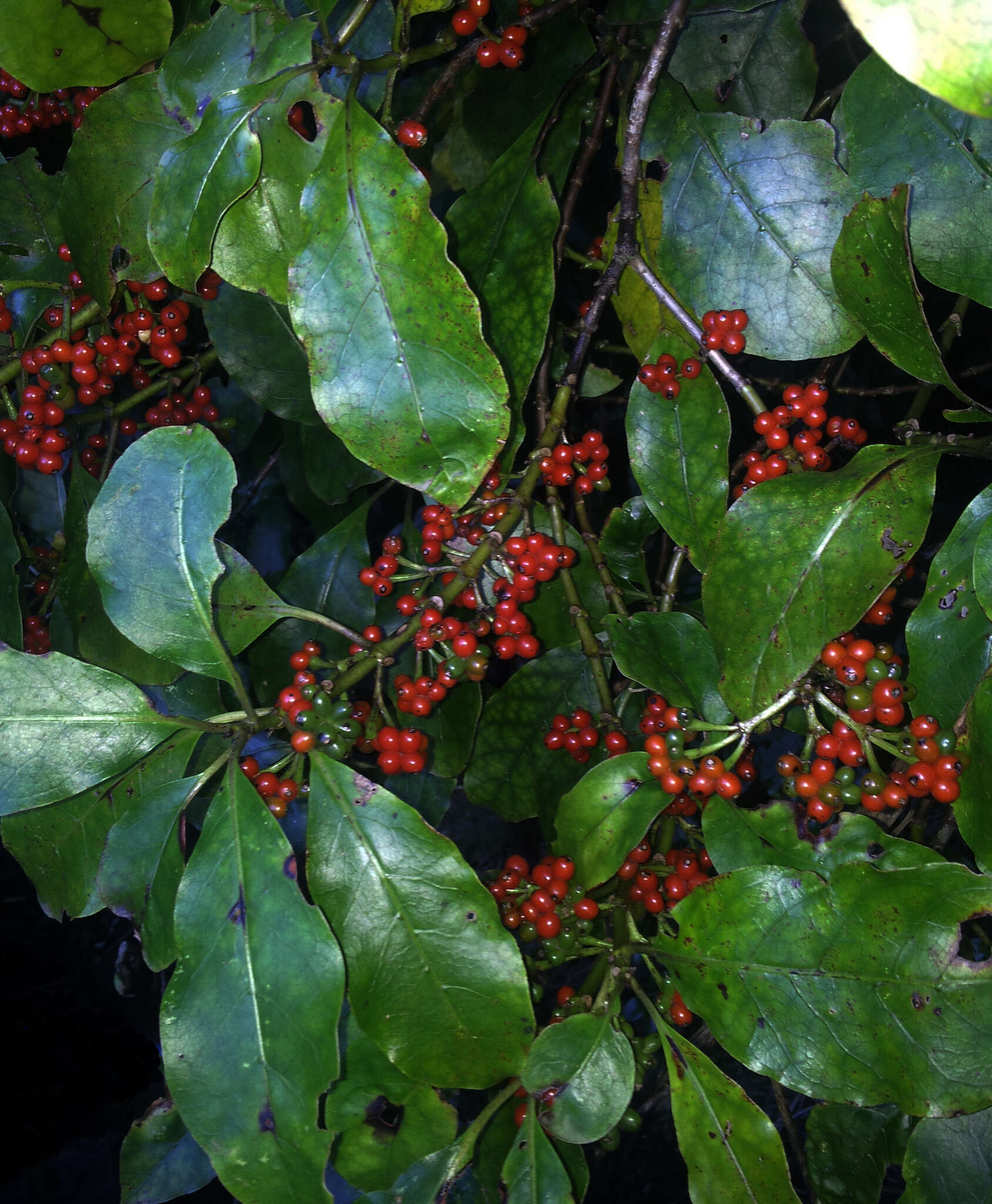 Image of Coprosma grandifolia Hook. fil.