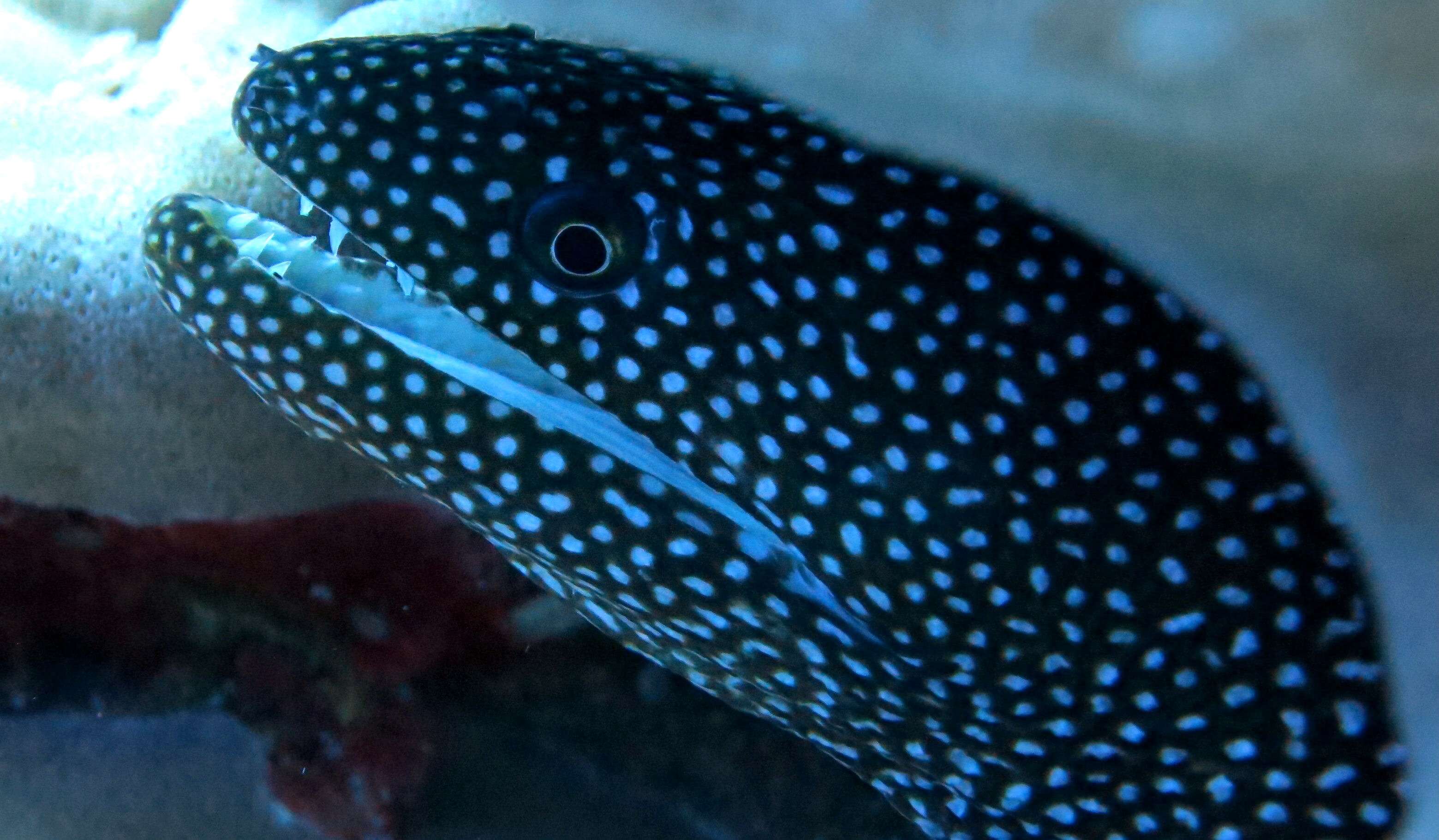 Image of Turkey moray