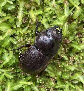 Image of Helms' stag beetle