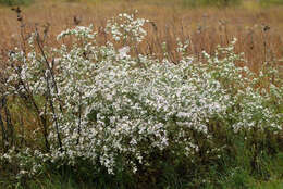 Image of rice button aster