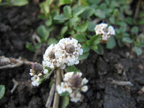 صورة Phyla nodiflora var. minor (Gillies & Hook.) N. O'Leary & Múlgura