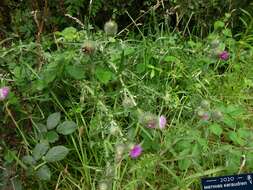 Image of Spear Thistle