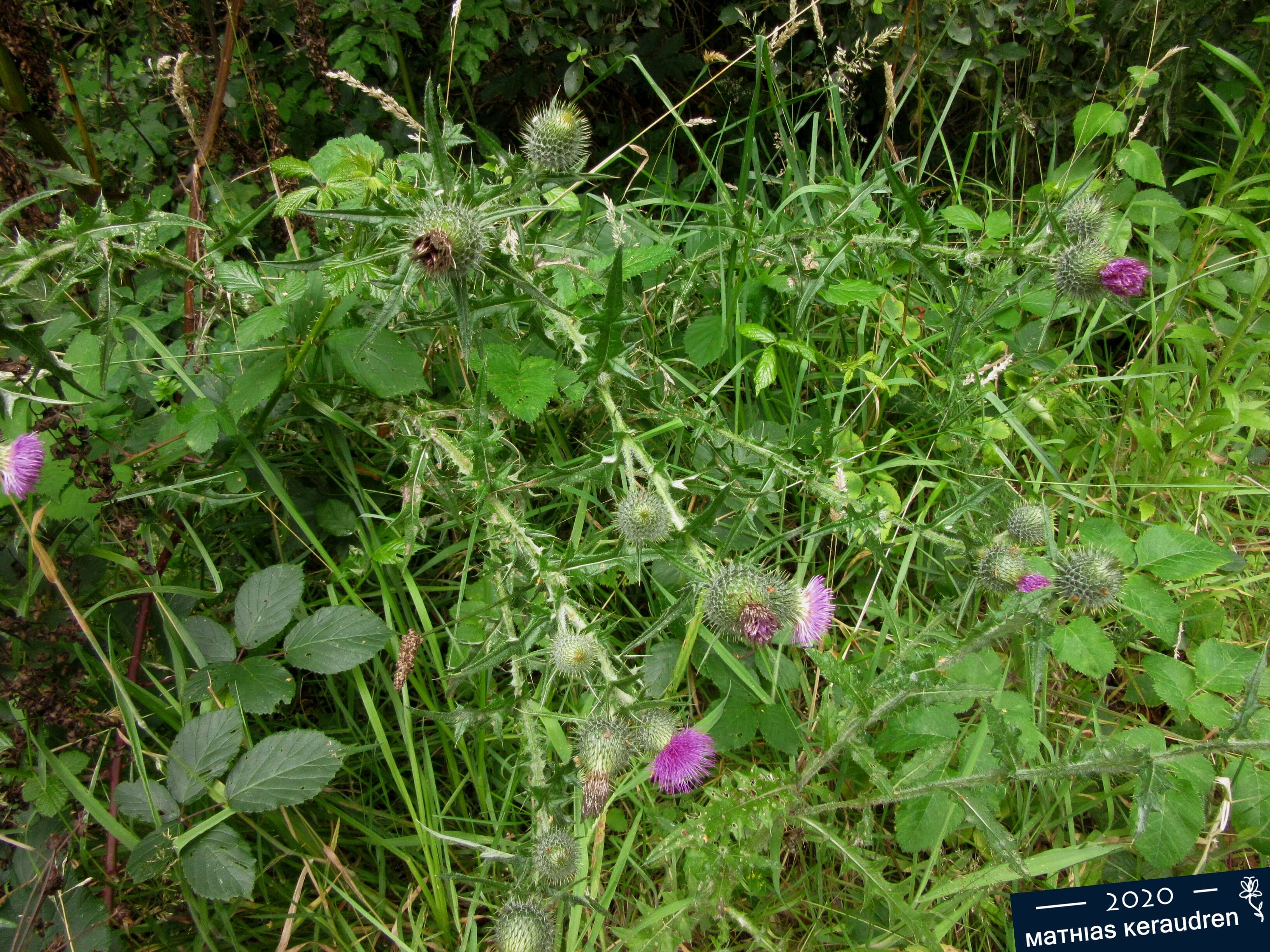 Image of Spear Thistle