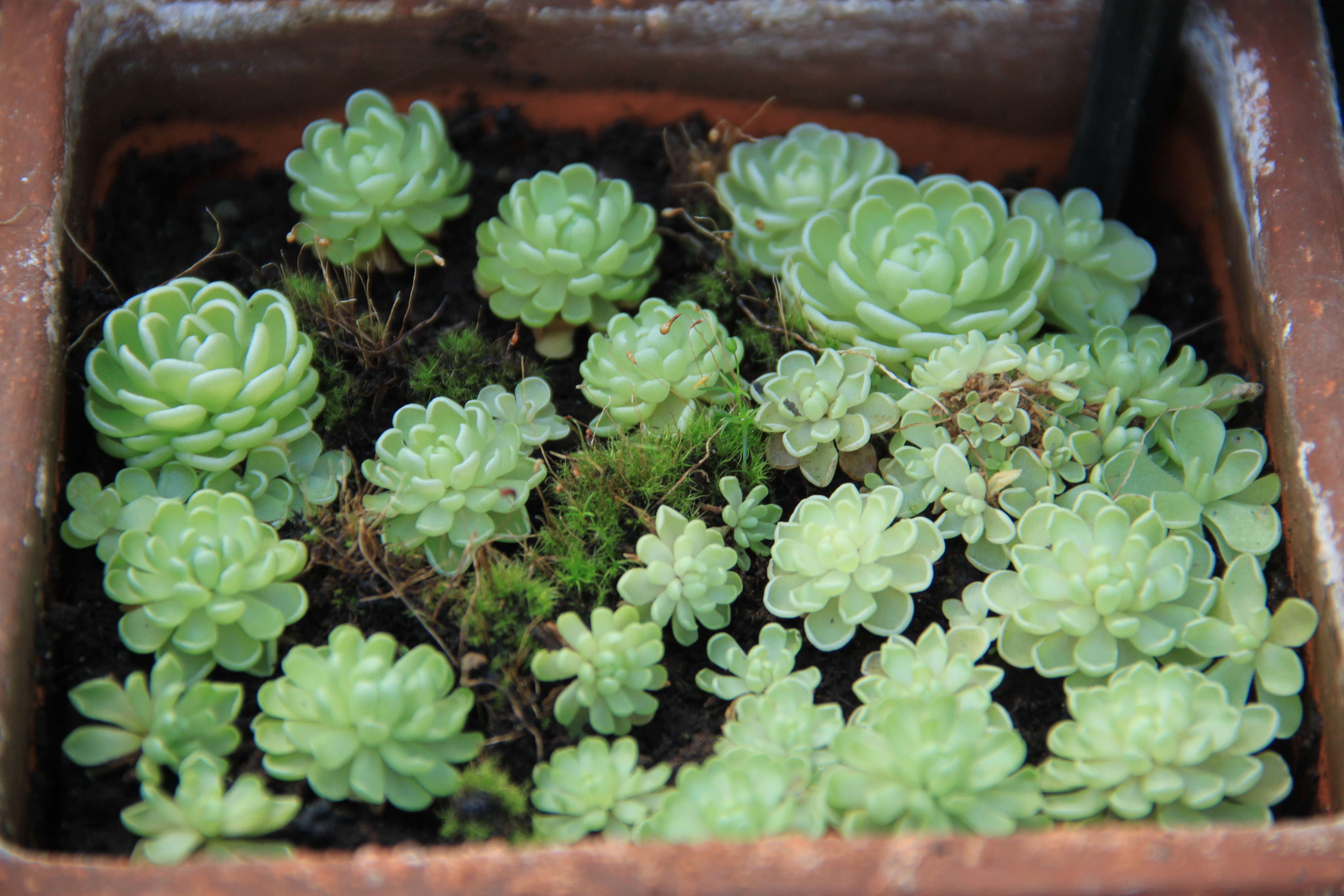 Imagem de Pinguicula esseriana B. Kirchner