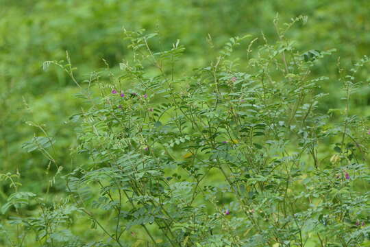 Sivun Tephrosia purpurea (L.) Pers. kuva