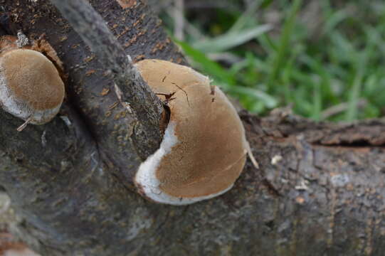 Image de Phellinus pomaceus (Pers.) Maire 1933