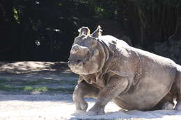 Image of Indian Rhinoceros