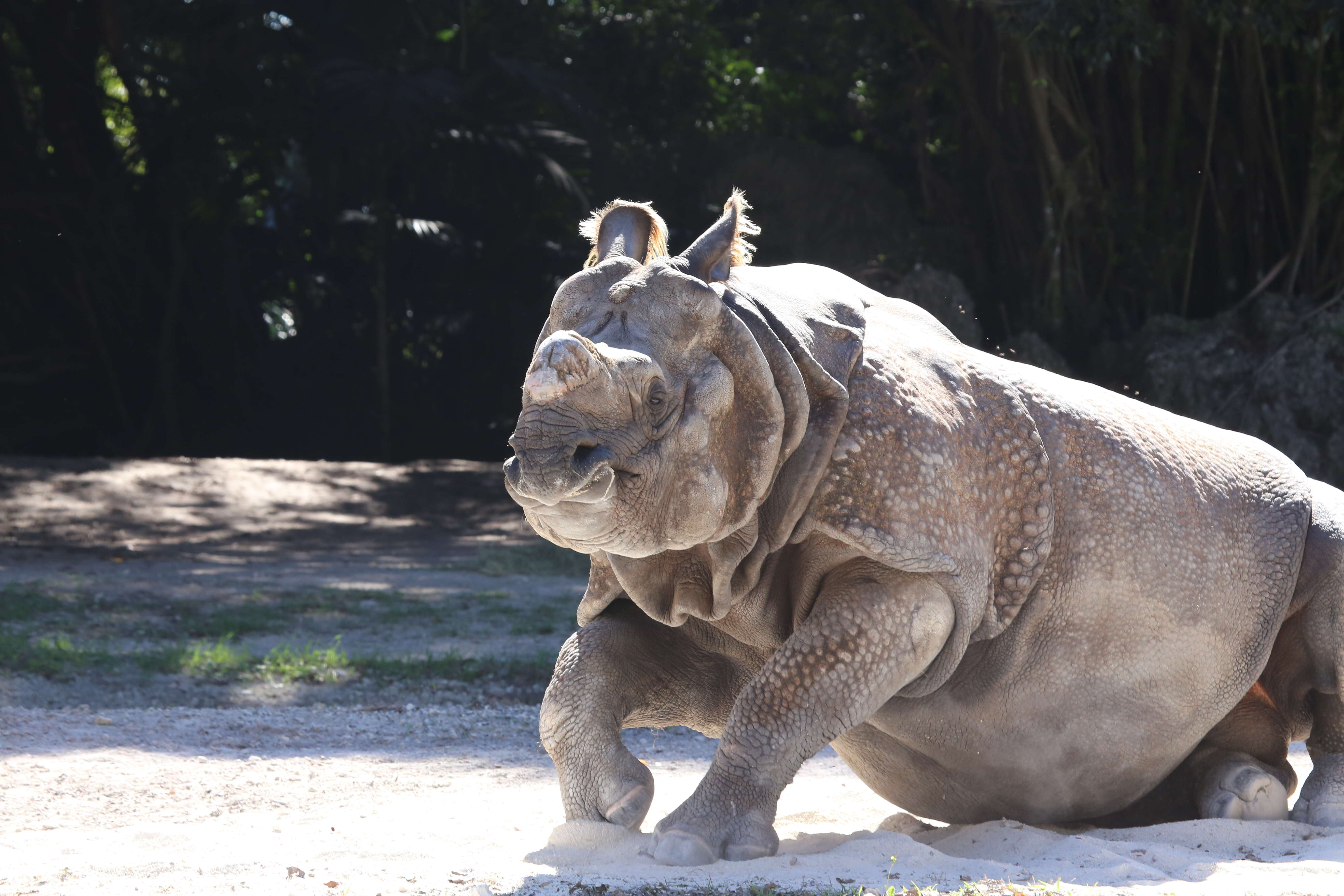 Image of Indian Rhinoceros