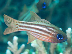 Image of Blue-eye cardinalfish