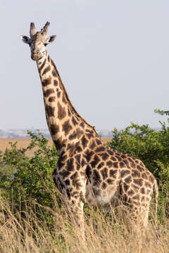 Image of Giraffe