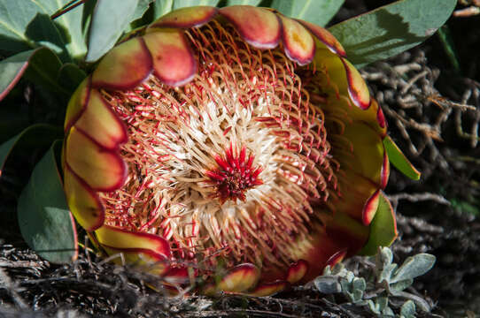 Image of Protea effusa E. Mey. ex Meissn.