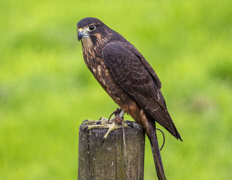 Image of New Zealand Falcon