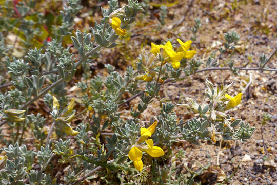 Image of creta trefoil