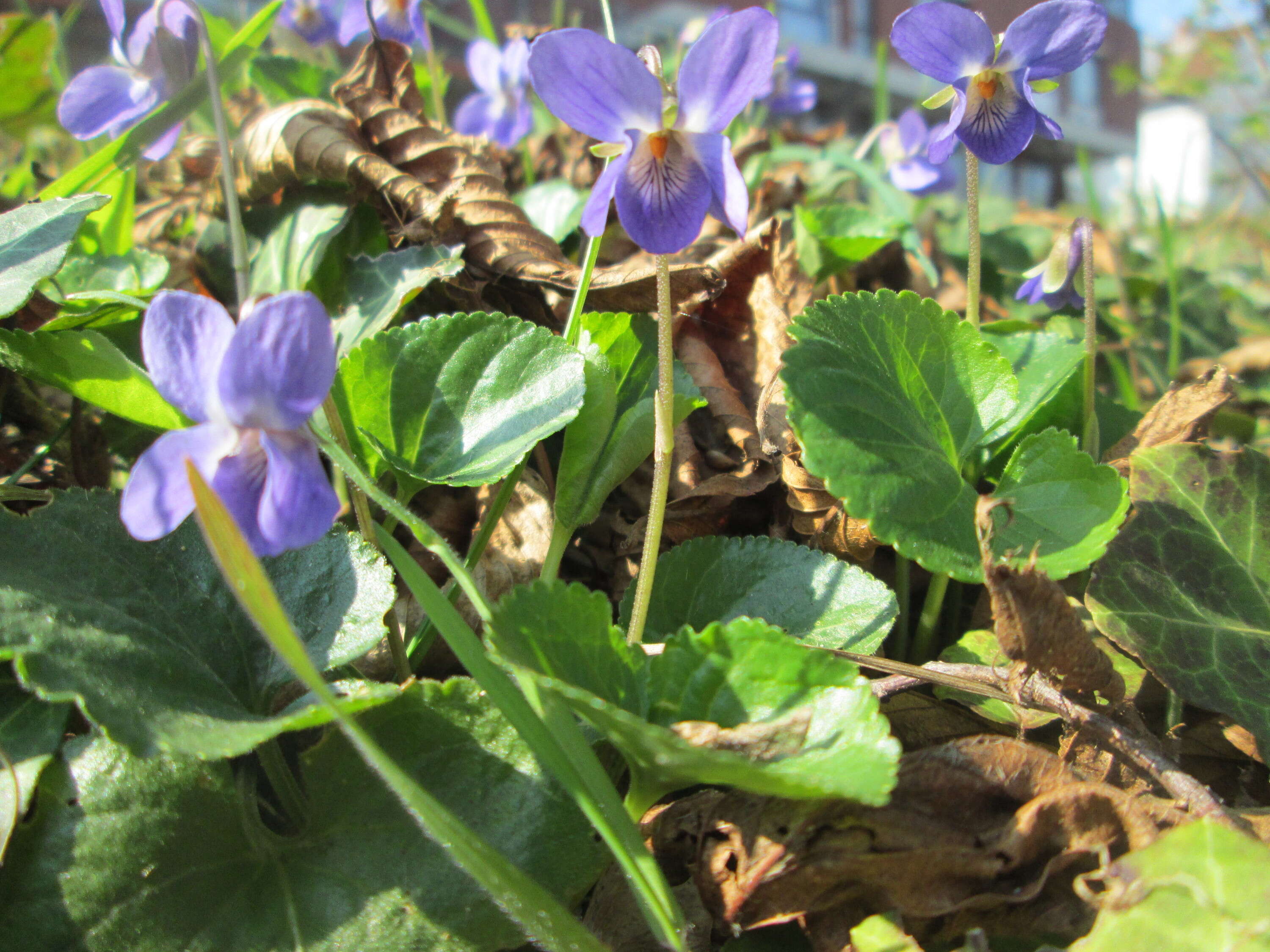 Image of sweet violet