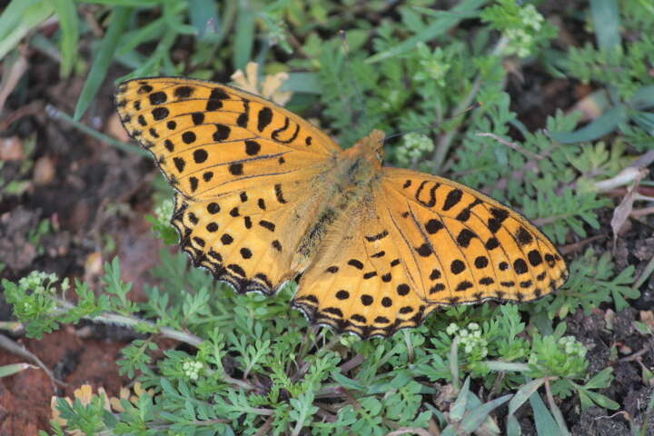 Image of Argynnis hyperbius