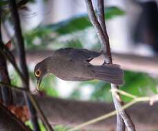 Image of Spectacled Thrush