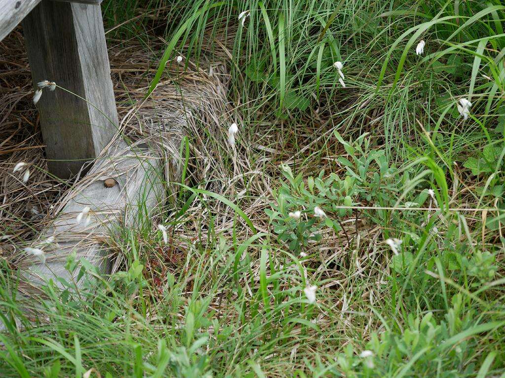 Image of slender cottongrass