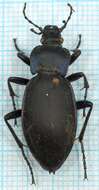 Image of Violet Ground Beetle