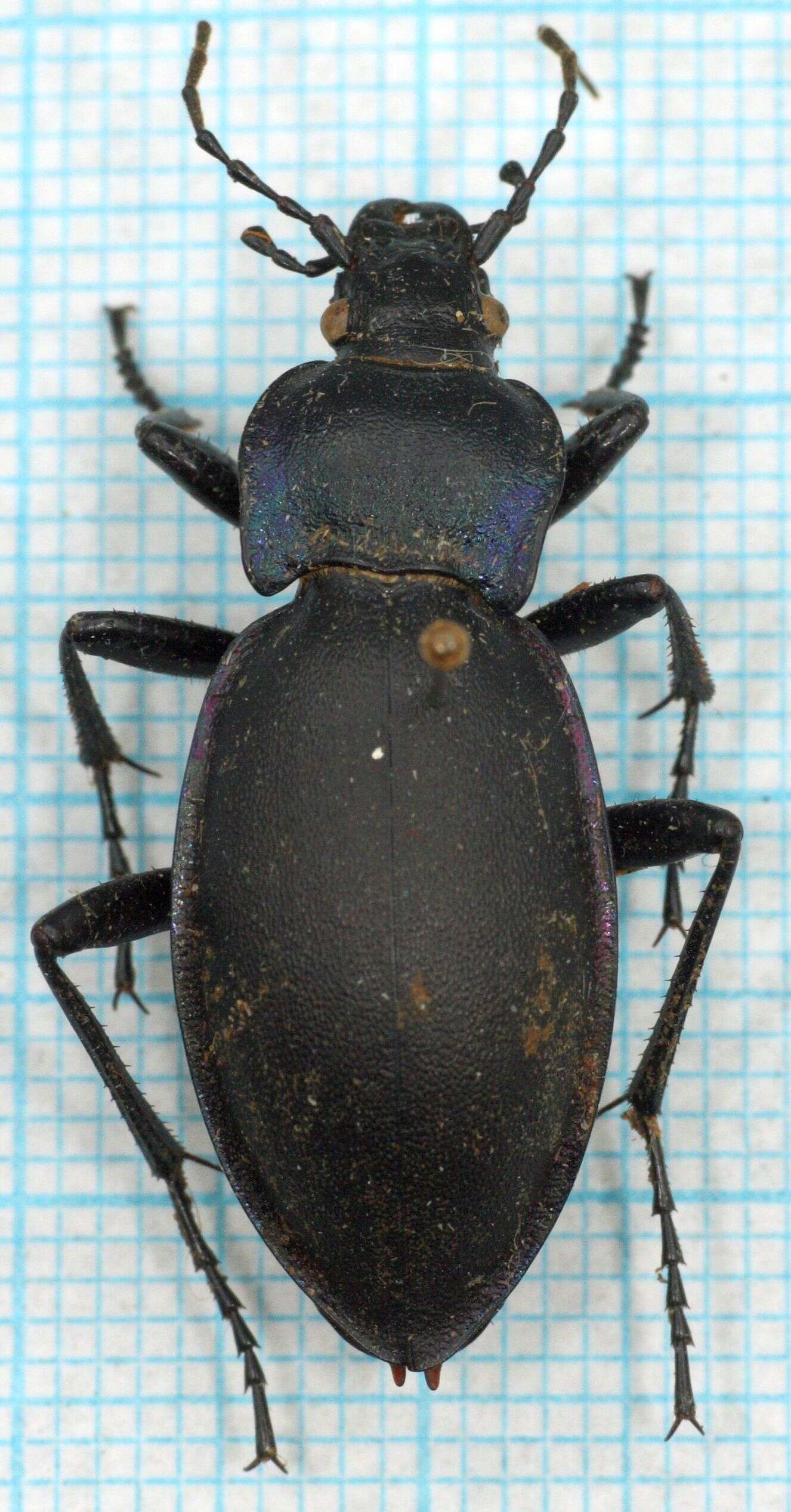 Image of Violet Ground Beetle