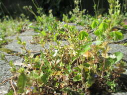 Image of common speedwell