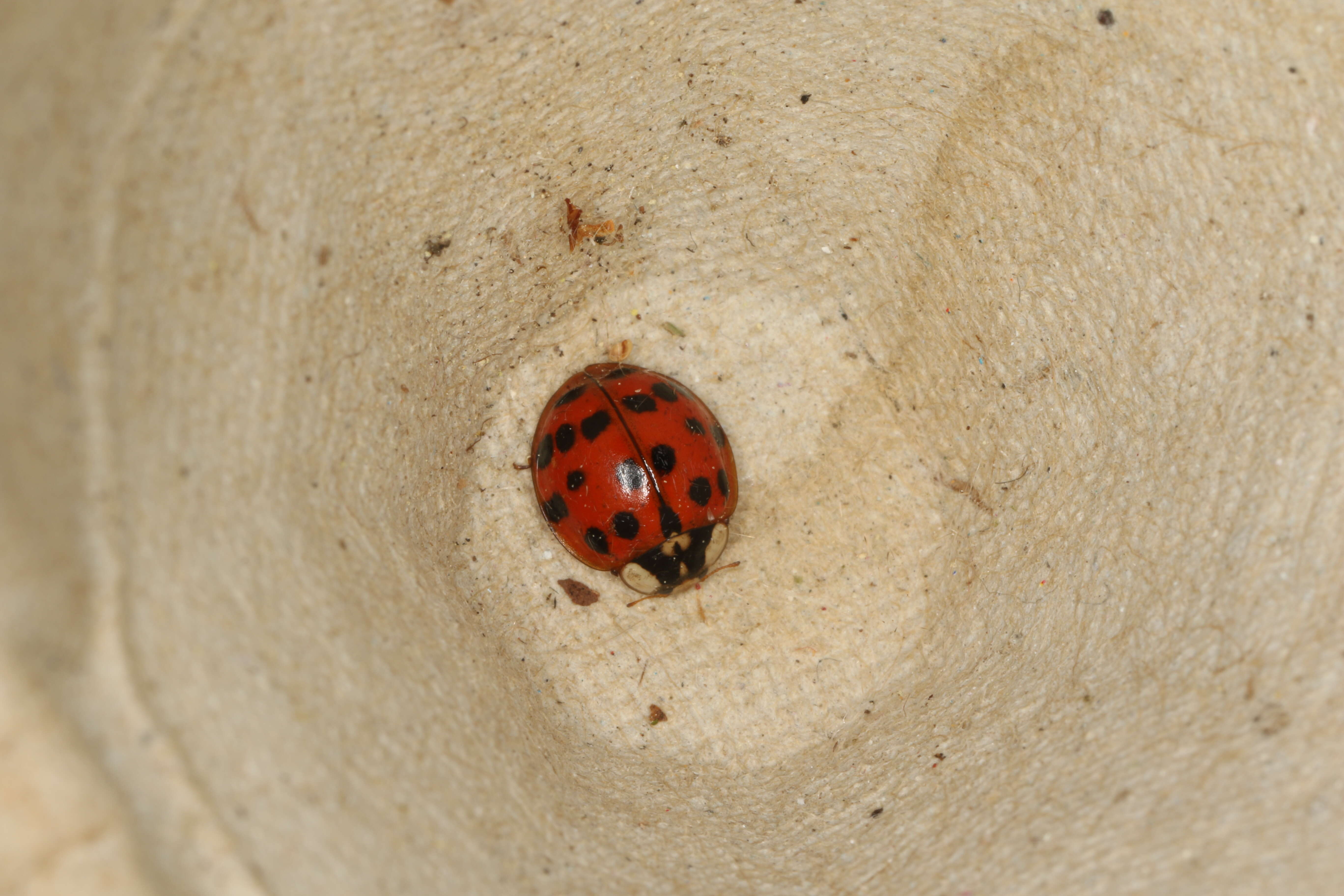 Image of Harmonia axyridis (Pallas 1773)