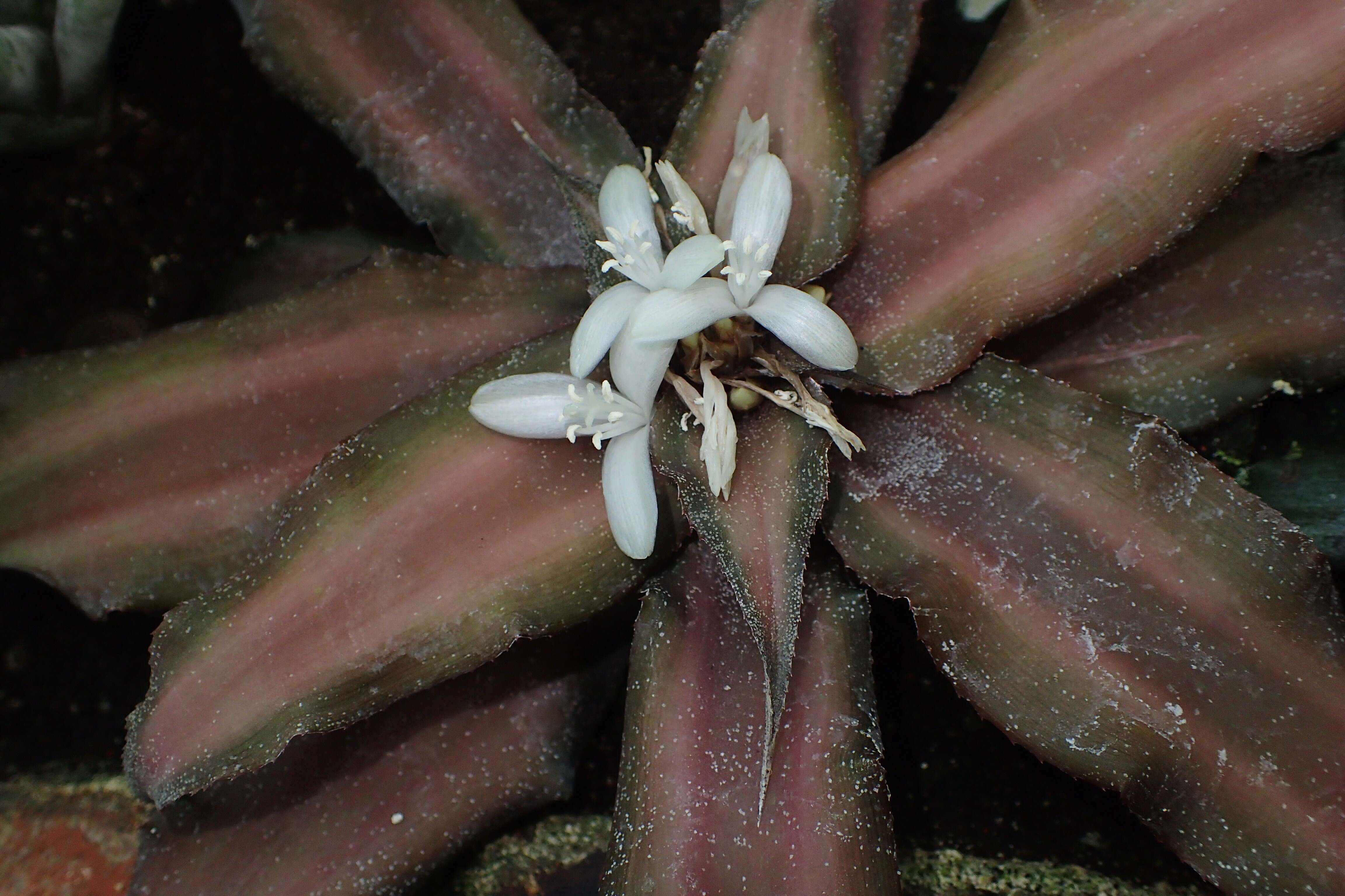 Image of Cryptanthus acaulis (Lindl.) Beer