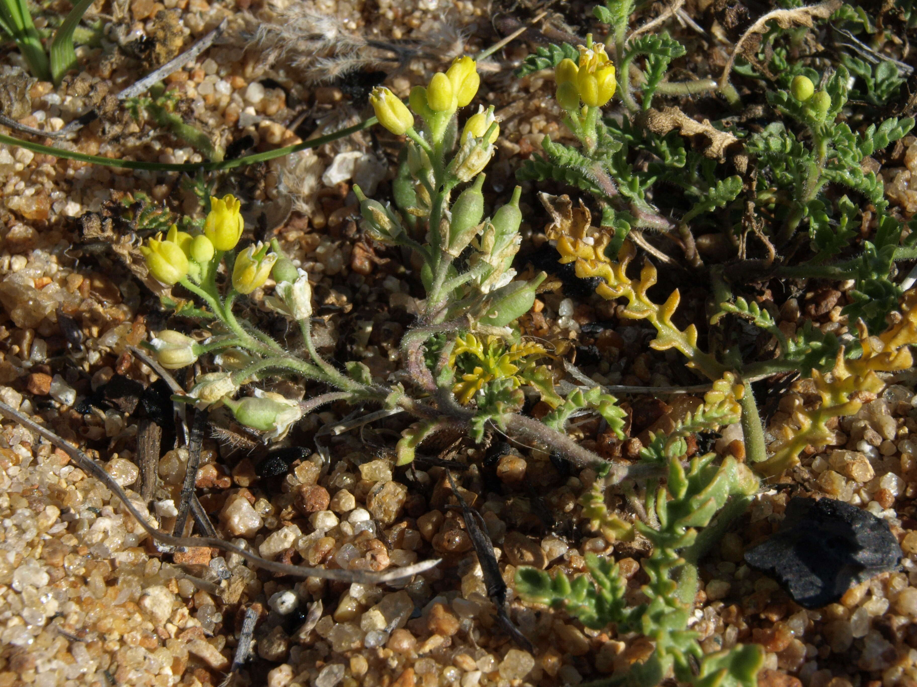 Image of Lake Tahoe yellowcress